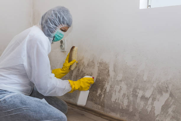 Mold Removal and Inspection in West Dennis, MA