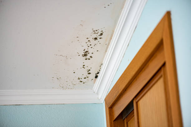 Best Water Damage Restoration  in West Dennis, MA