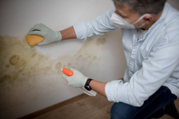 Best Mold Cleaning Services  in West Dennis, MA