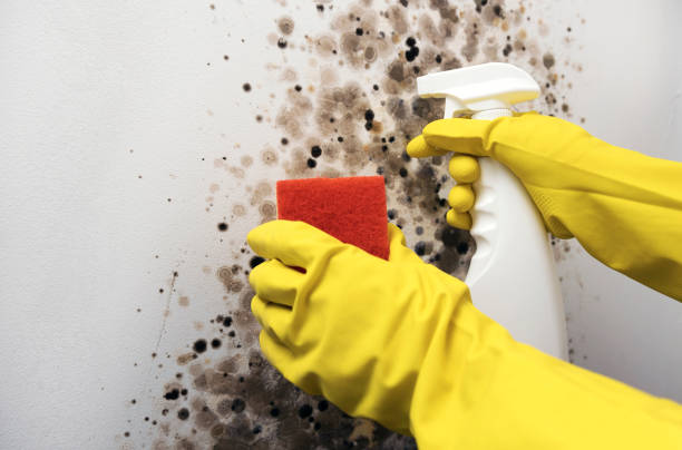 Best Local Mold Removal Service  in West Dennis, MA