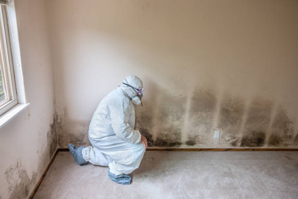 Best Certified Mold Removal  in West Dennis, MA