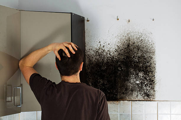 Best Home Mold Removal  in West Dennis, MA