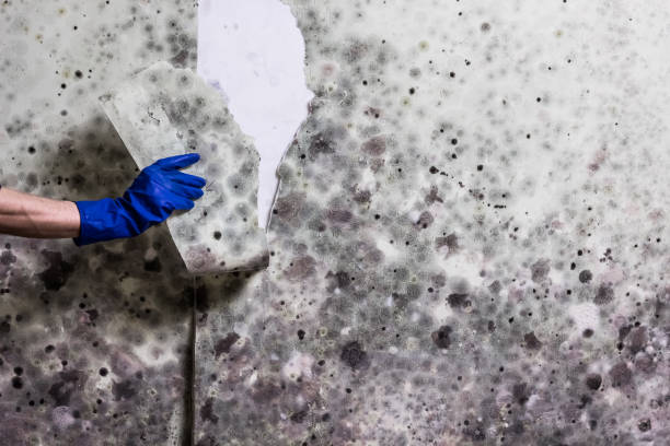 Best Mold Testing  in West Dennis, MA